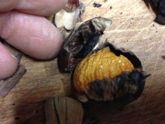 roasted nut